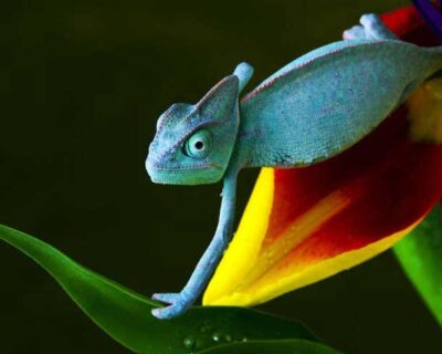 Wallpapers HD: os melhores papéis de parede da internet