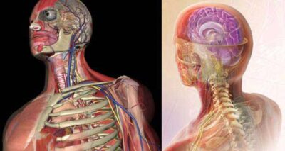 Corpo humano: as curiosidades mais interessantes