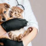 Como prevenir raiva canina e felina