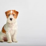 5 sinais que seu cão está sofrendo com verminose