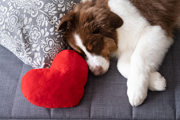 Como anda a saúde do coração do seu cão?
