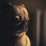 Pets também podem desenvolver depressão