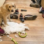 Estresse canino: como cachorros podem ter problemas como os nossos