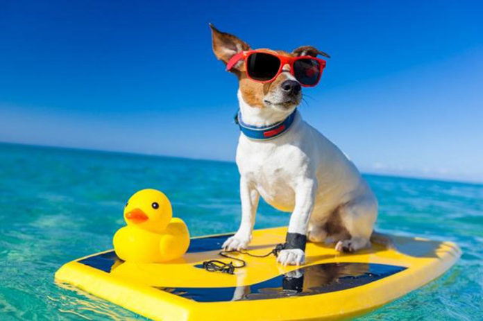 As dúvidas mais recorrentes sobre os pets e o verão