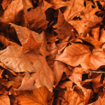 Doenças respiratórias podem aumentar 40% com a chegada do outono