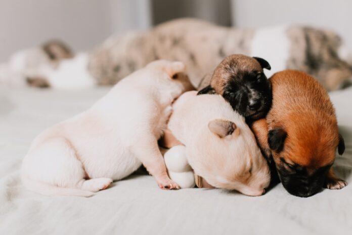 Raças de pets perfeitas para apartamento