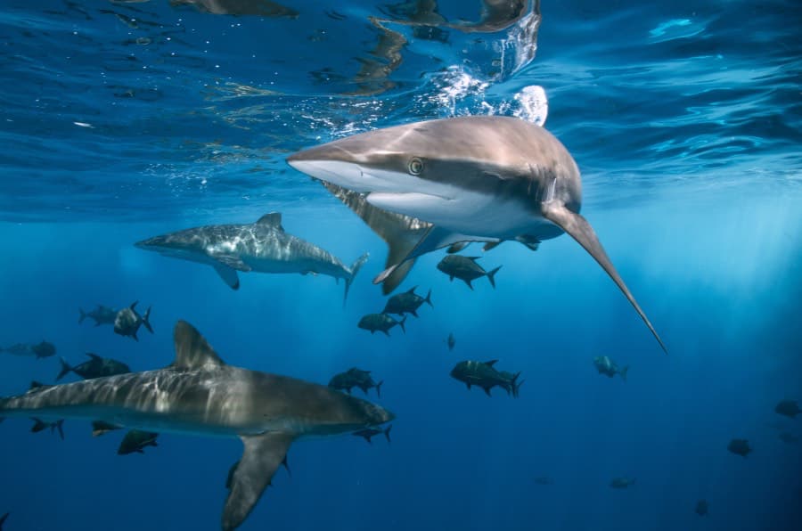 Tubarões são Realmente uma Ameaça aos Humanos?
