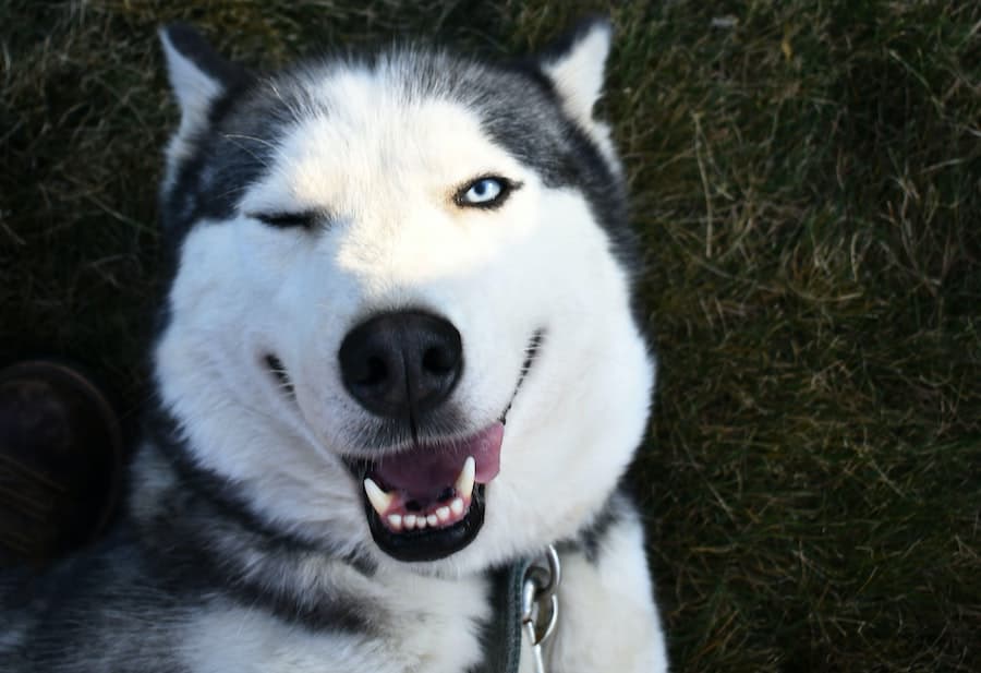 5 vantagens da telemedicina animal para tutores de pets