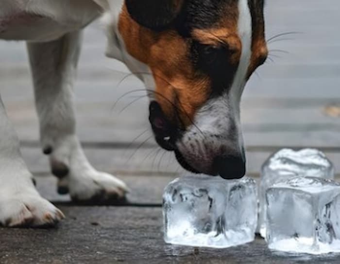 Como proteger os pets do calor excessivo